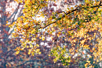 Early autumn in the park