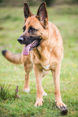 gsd k9 security dog