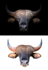 gaur in the dark and white background