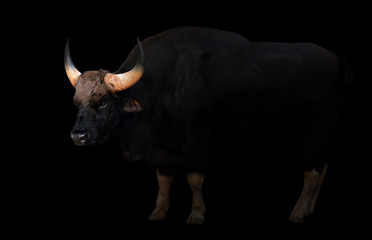 gaur in the dark