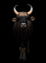 gaur in the dark