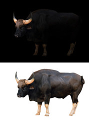 gaur in the dark and white background