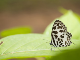 Obraz na płótnie Canvas Close up butterfly 24