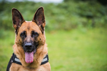german shepherd close view on face