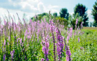 Blooming and budding Purple Loosestrife from close