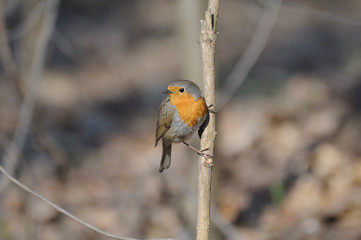 Perching European Robin in spring