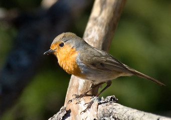 Perching European Robin at tree branch