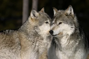 Photo sur Aluminium Loup Gray Wolves