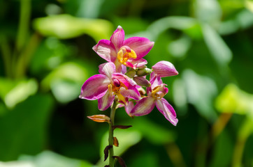 Pink orchid