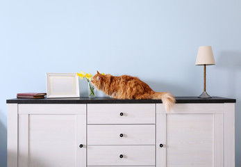 Cute ginger cat on chest of drawers