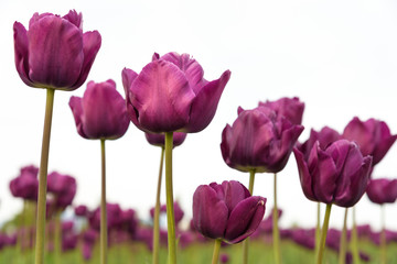 Obraz premium Close-up of purple tulips from below in a field of orange tulips against a bright sky 
