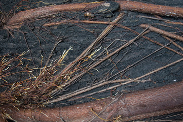 There are the root. It is good background.