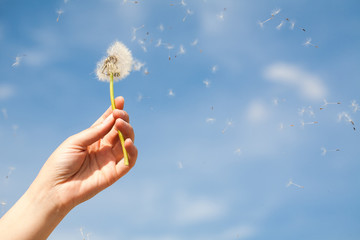 Dandelion children © JRP Studio