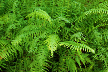 Green leaves background