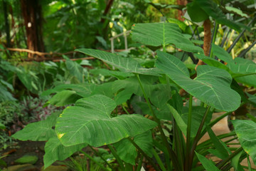 Green leaves background