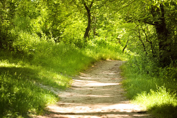 Fototapeta premium Footpath in the park