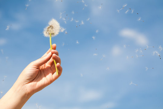 Fototapeta Dandelion children