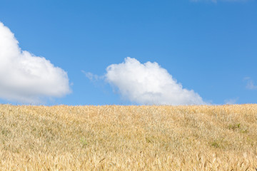 Ripening golden in a  wheat field in summer, skyline view with blue sky and fluffy white clouds