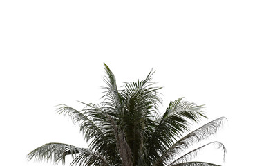 Leaves of palm tree on isolated and white background.