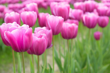 Close-up of pink tulips in a field of pink tulips 
