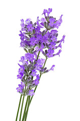 Lavender flowers on light background