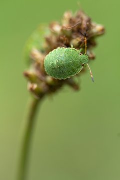 Nymphe der gr&uuml;nen Stinkwanze  auf Spitzwegerich / Nymph of the Green Stinkwanze on ribwort plantain
