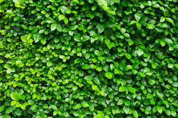 there are the plant pattern. It is good background.