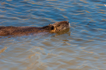 Obraz premium Un ragondin.