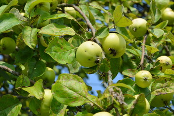 Яблоки на ветвях яблони