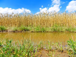 Puddle in front wheat field