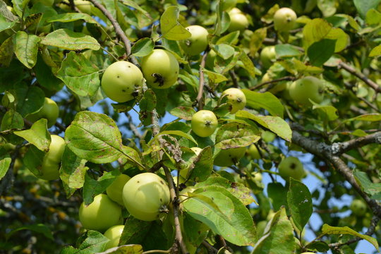 Зеленые яблоки на ветвях яблони