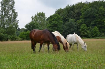 Fototapeta na wymiar Pferdefamilie auf der Weide im Sommer