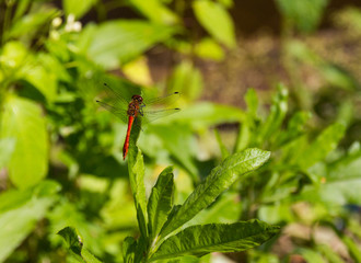Scarlet dragonfly on the summer meadow