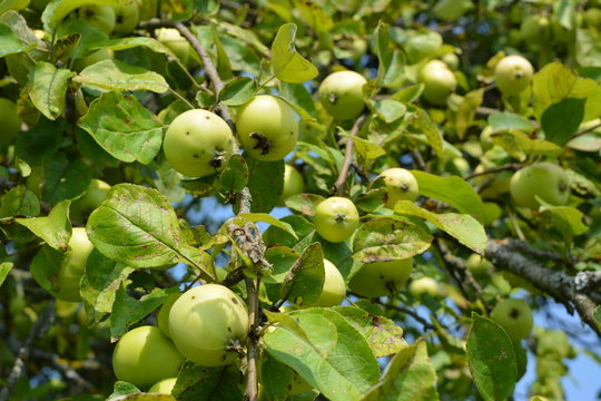 Много зеленых яблок на ветвях яблони