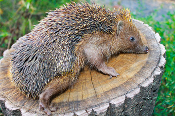 Hedgehog on the log