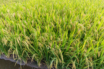 Rice meadow