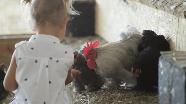 Cute little girl feeding chicken