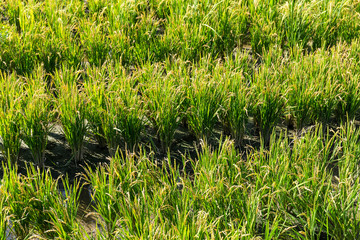 Obraz premium Paddy rice medow