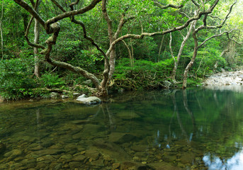 Obraz na płótnie Canvas Tropical Forest and lake