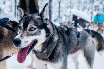 Huskies at Levi, Finnish Lapland, Finland