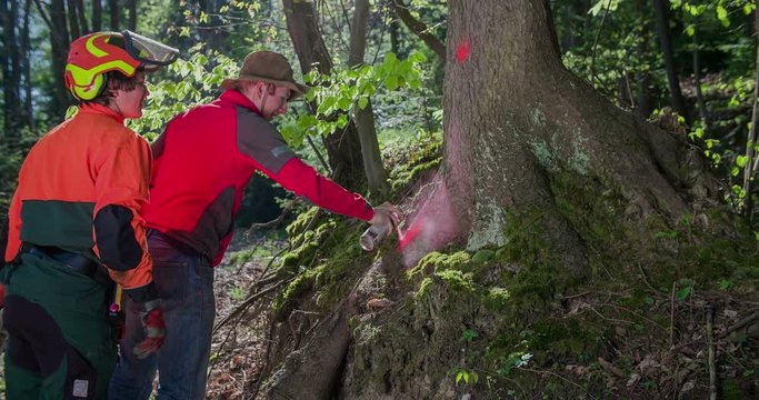A young man is marking a tree with red colour. The loggers really like the tree and they will come back to cut it down. Wide-angle shot.
