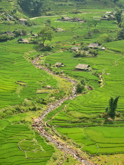 Agriculture Green Rice fields and rice terraced on mountain at SAPA, Lao Cai, Mu Cang Chai, Vietnam. The most of area is rice terraced. nature and landscape rice fields