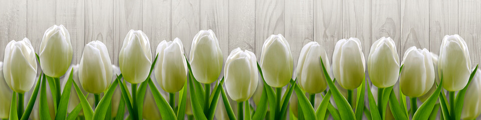 Biali tulipany na tła drewnianym ogrodzeniu - 117382340