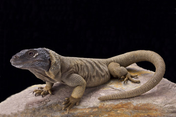 Fototapeta premium Angel Island chuckwalla (Sauromalus hispidus),endemic to Isla Ángel de la Guarda, Mexico