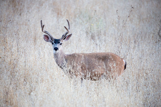 Adult Male Black-tailed Deer (Odocoileus hemionus) looking in alert in a dry grassy meadow. Rancho San Antonio County Park, Santa Clara County, California, USA.