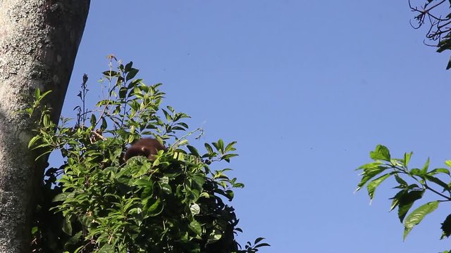 Macaco-prego na floresta. (Sapajus nigritus)