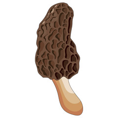 Vector illustration of morel mushroom