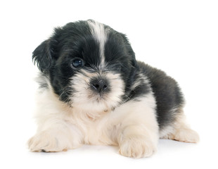 puppy shih tzu