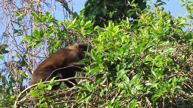 Macaco-prego na floresta. (Sapajus nigritus)