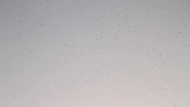 flock of birds against the sky